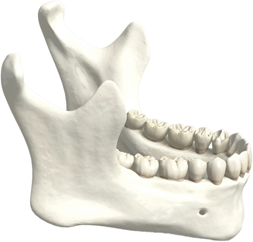 顎の骨イメージ
