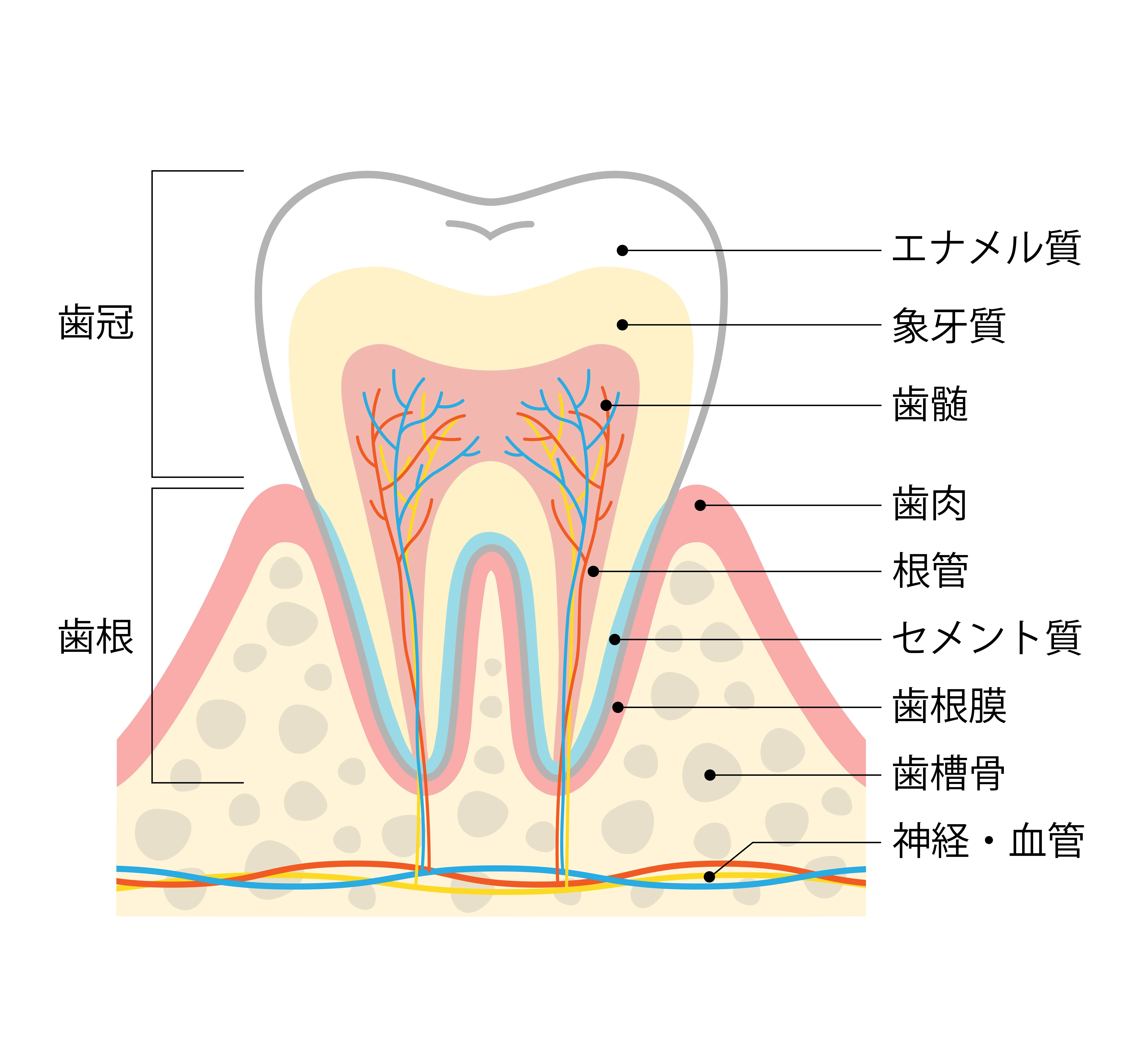 エナメル質は酸に弱く溶けやすい