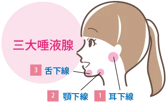 三大唾液腺