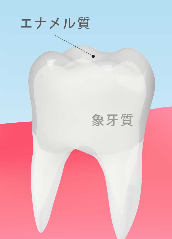 象牙質とエナメル質(歯の構造)